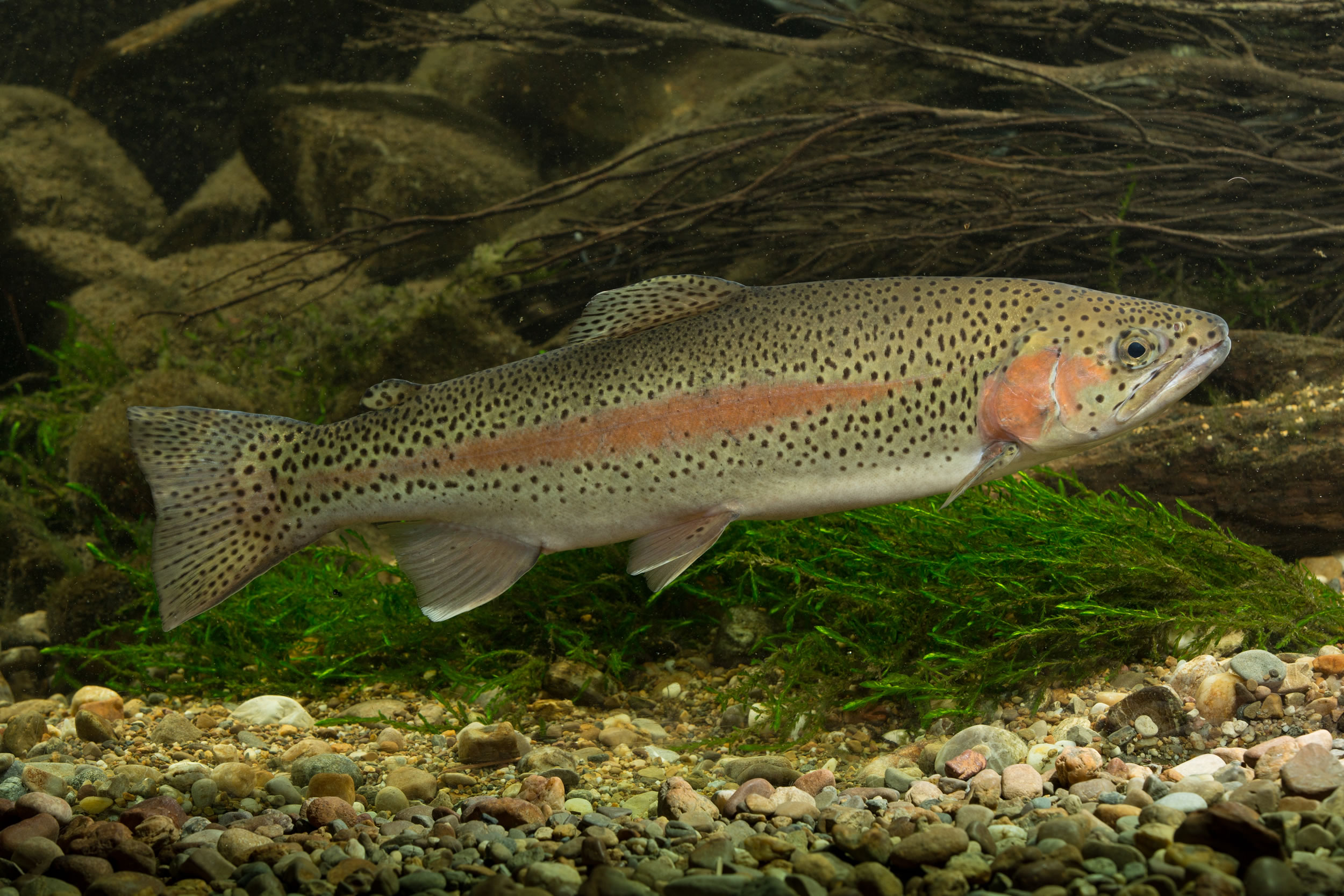 Oncorhynchus Mykiss Walbaum